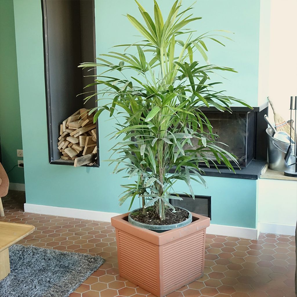 Rhapis excelsa