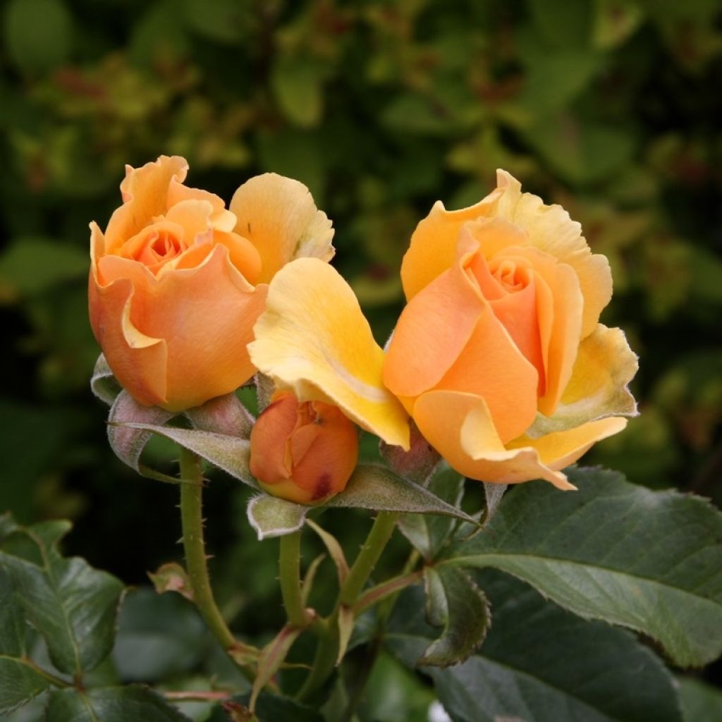 Rosa Amber Queen - Beetrose