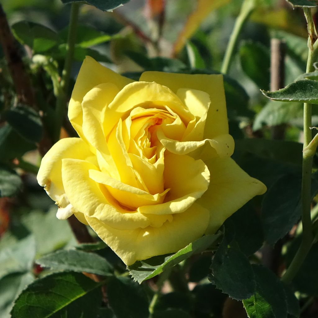 Rosa Carte d'Or - Beetrose