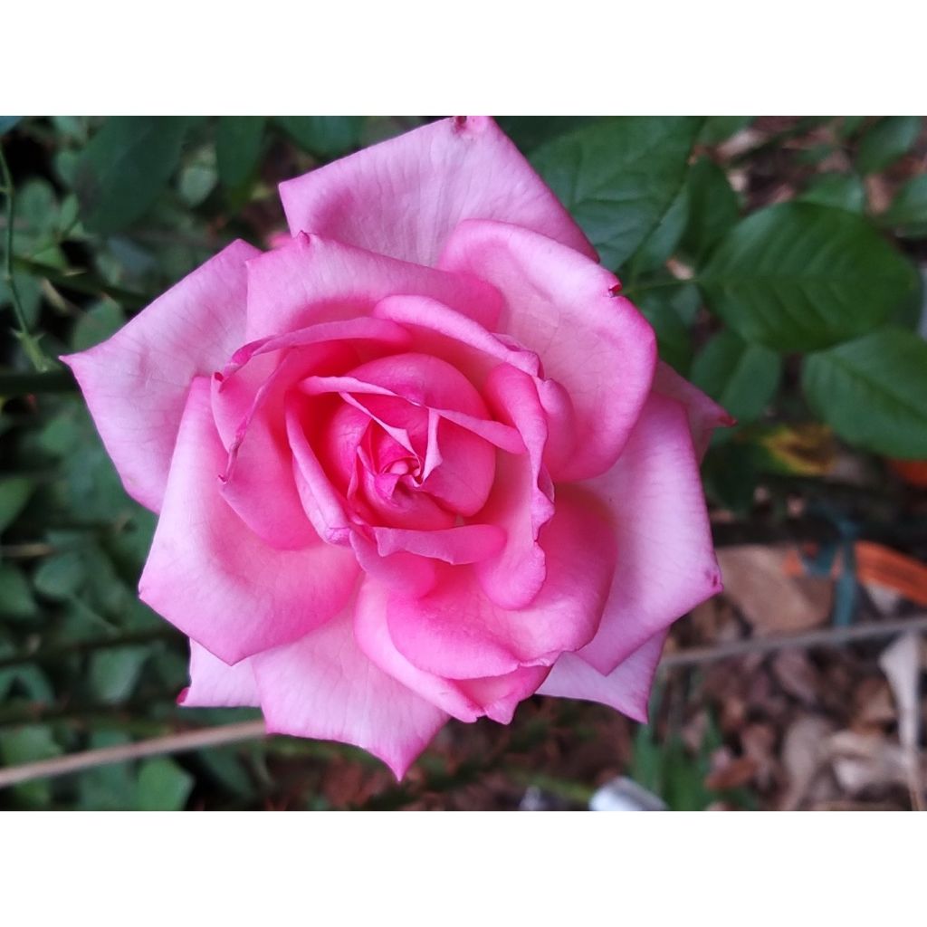 Rosa Wedding Bells - Edelrose