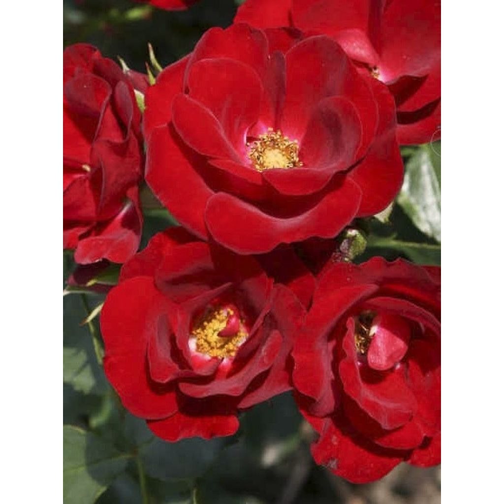 Rosa polyantha Urban Streetlight Marondo - Polyantha-Rose