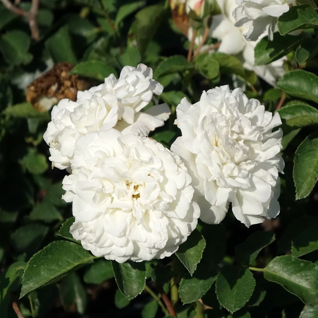 Rosa Blanc Meillandecor - Bodendecker-Rose