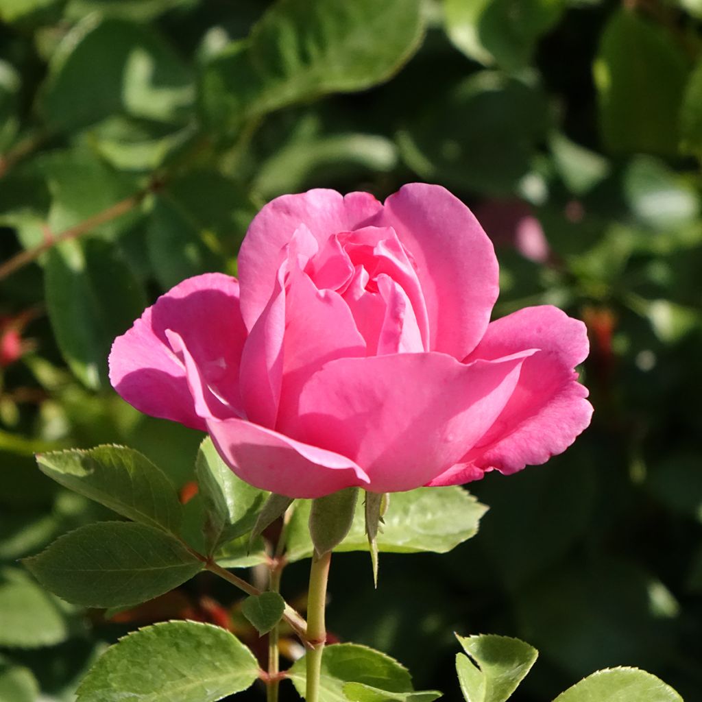Rosa Deborah Meillandecor - Bodendecker-Rose