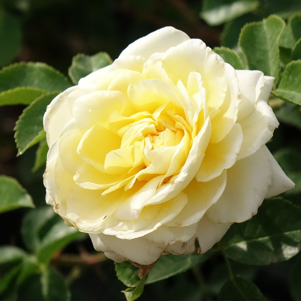 Rosa Nadia Meillandecor - Bodendecker-Rose