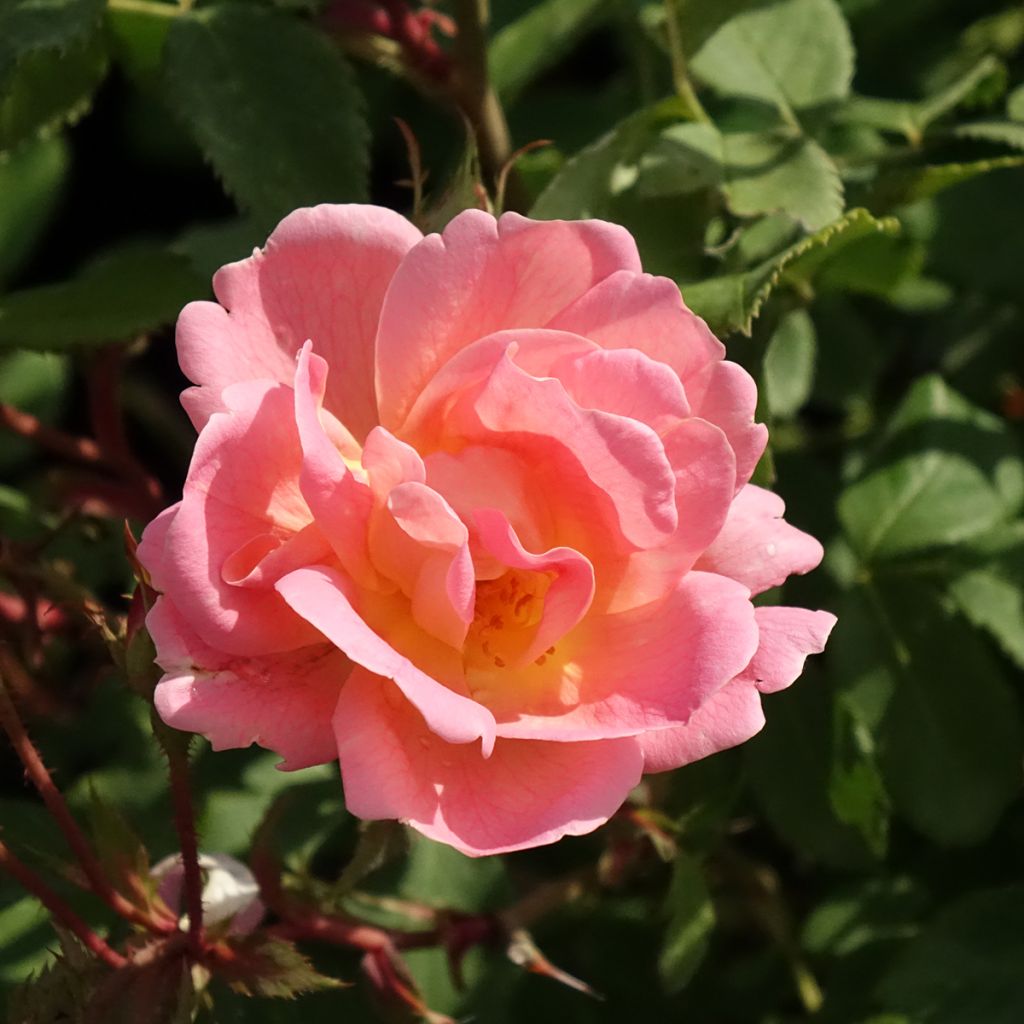 Rosa Meillandecor Pink Chantilly Meilevire - Zwerg-Parkrose