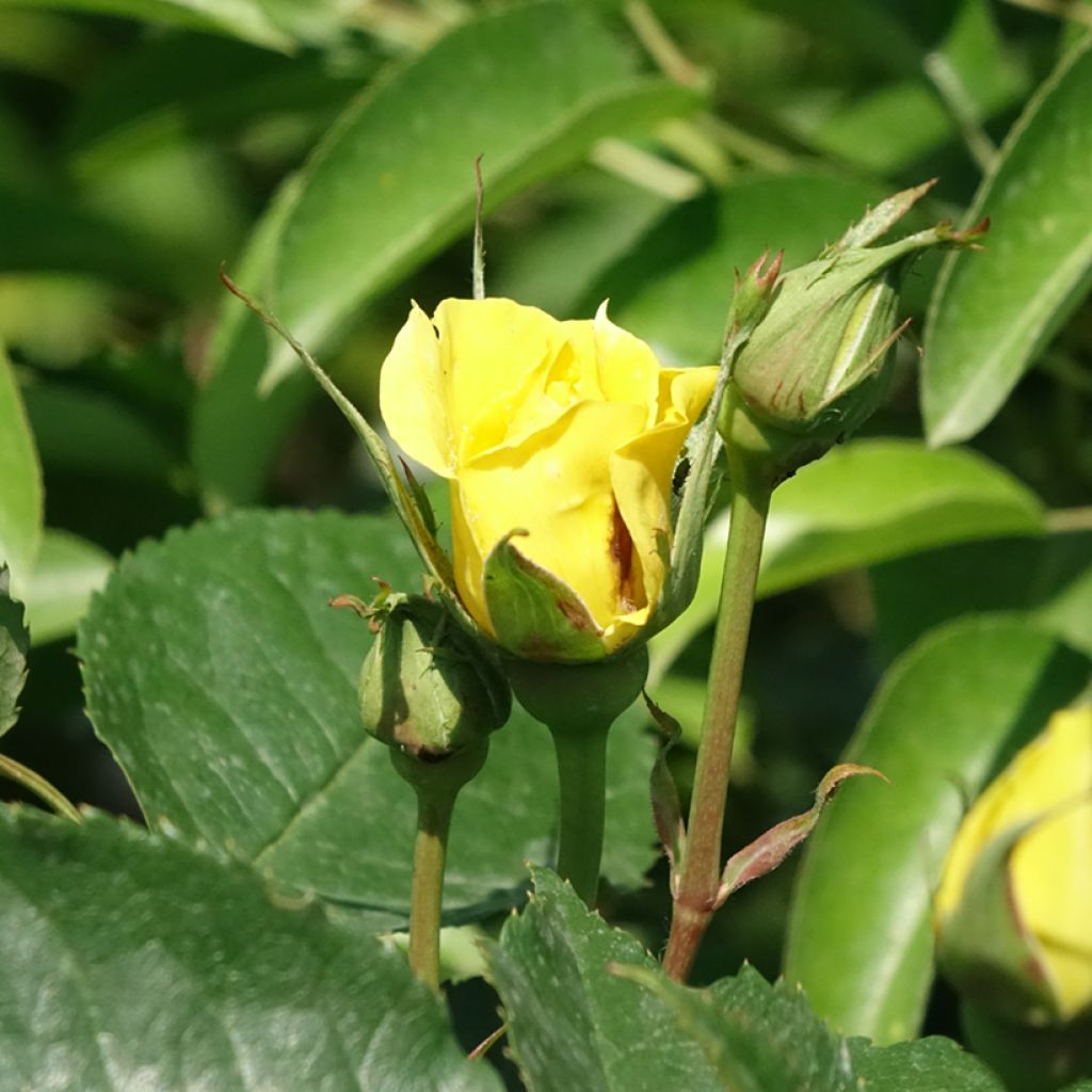 Stammrose Friesia Koresia