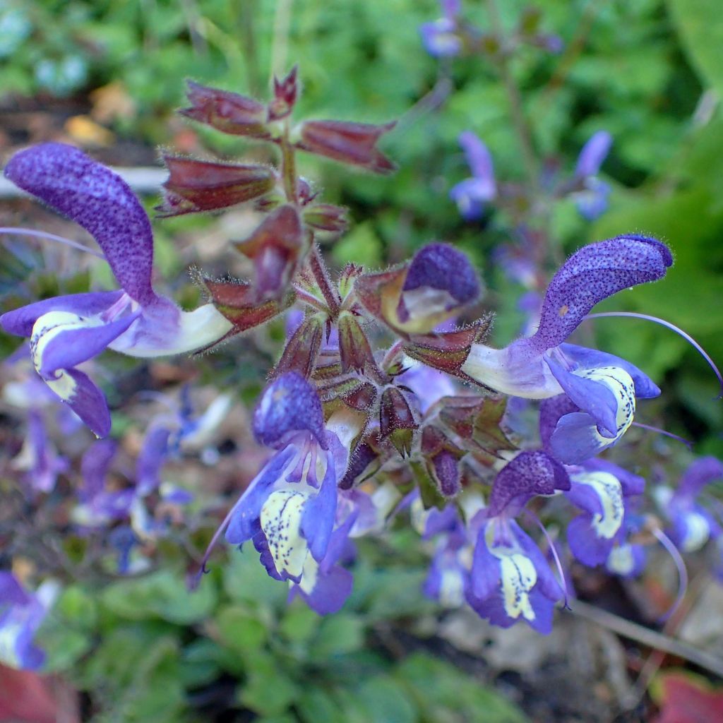 Salvia forsskaolei - Balkan-Salbei