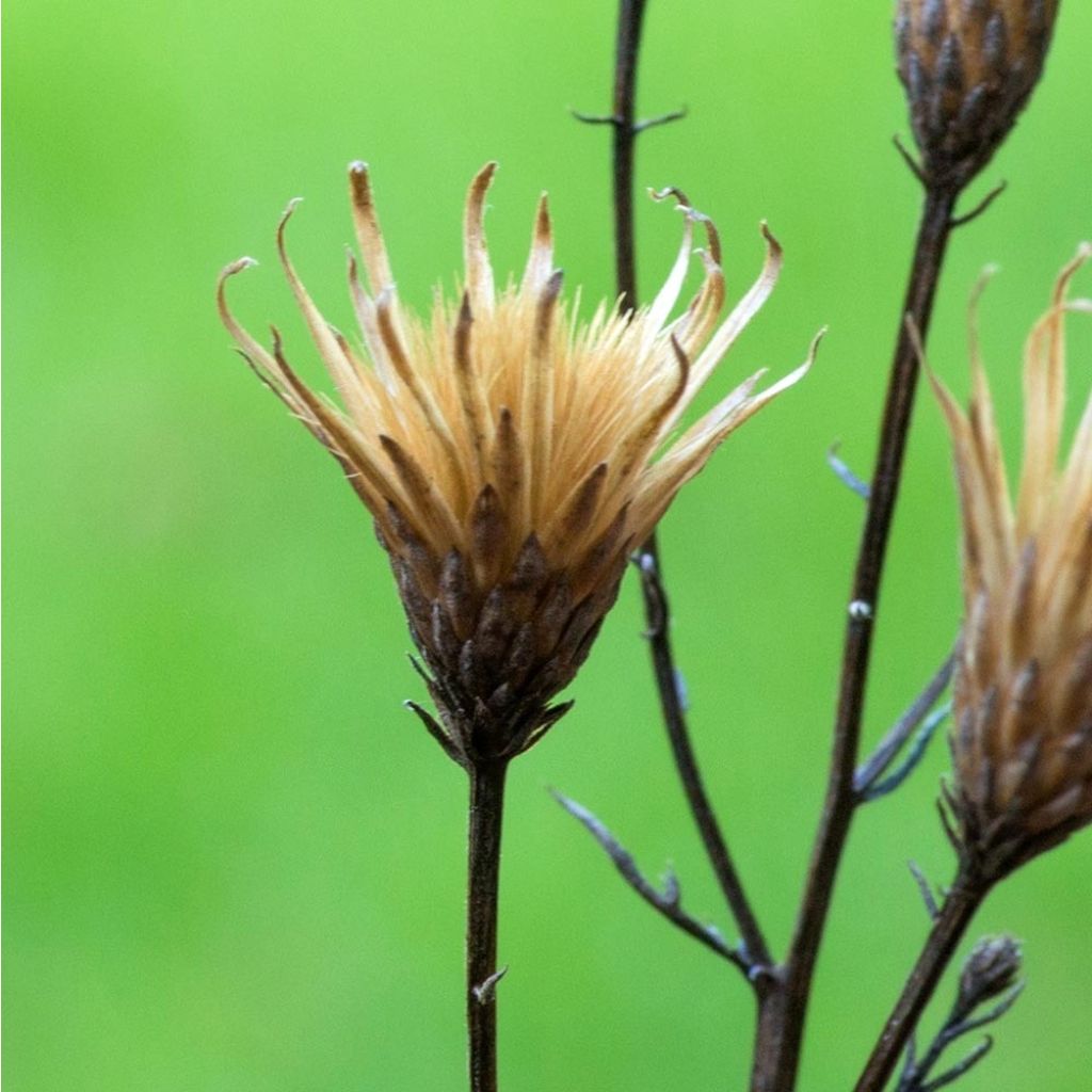 Serratula tinctoria ssp seoanei - Färber-Scharte