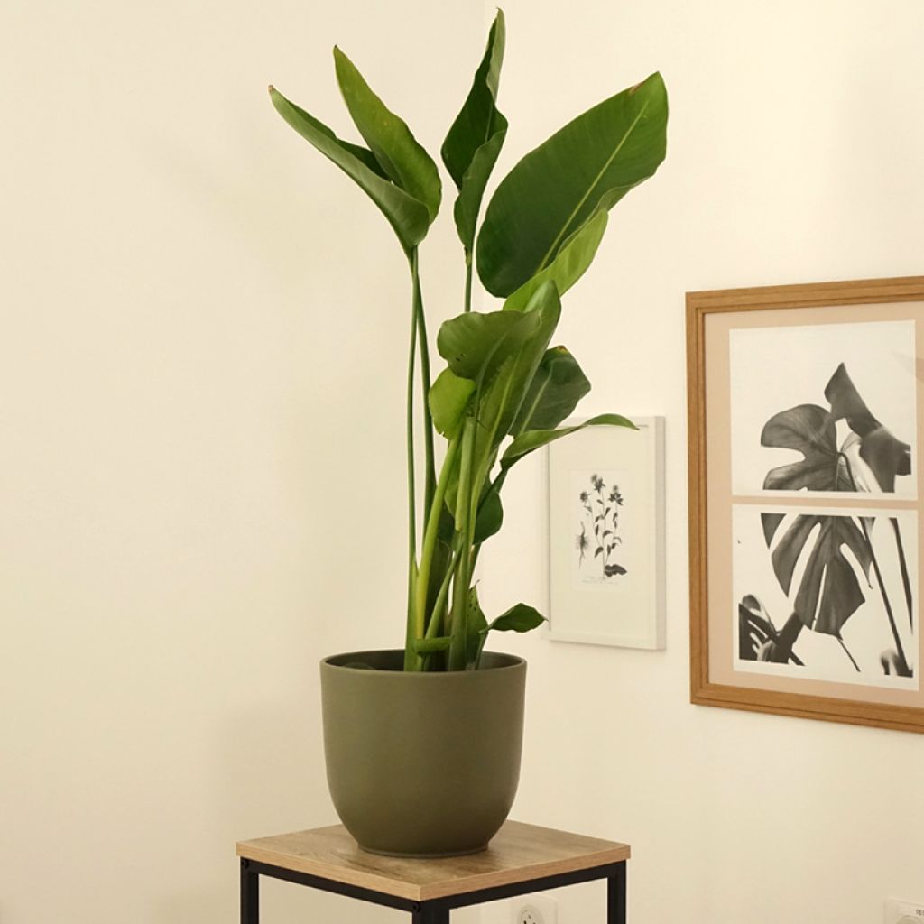 Strelitzia nicolai