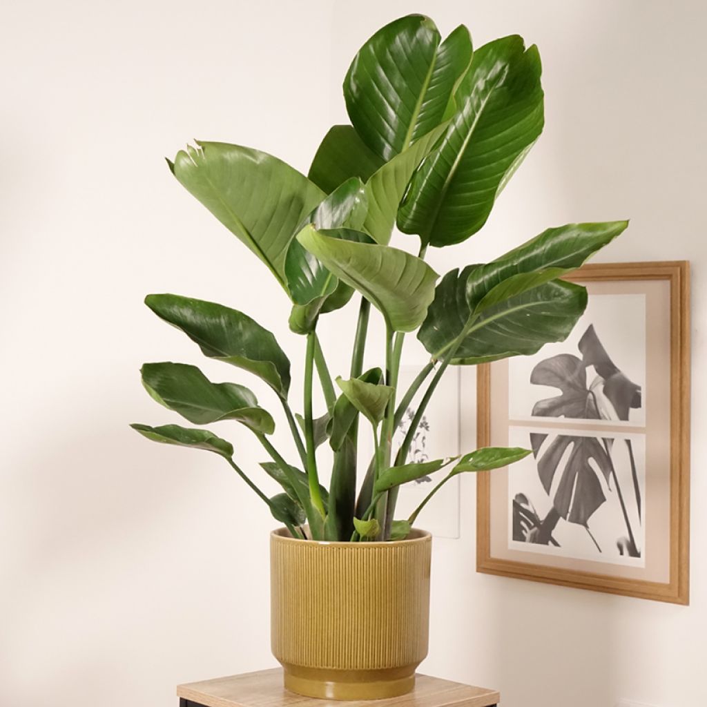 Strelitzia nicolai