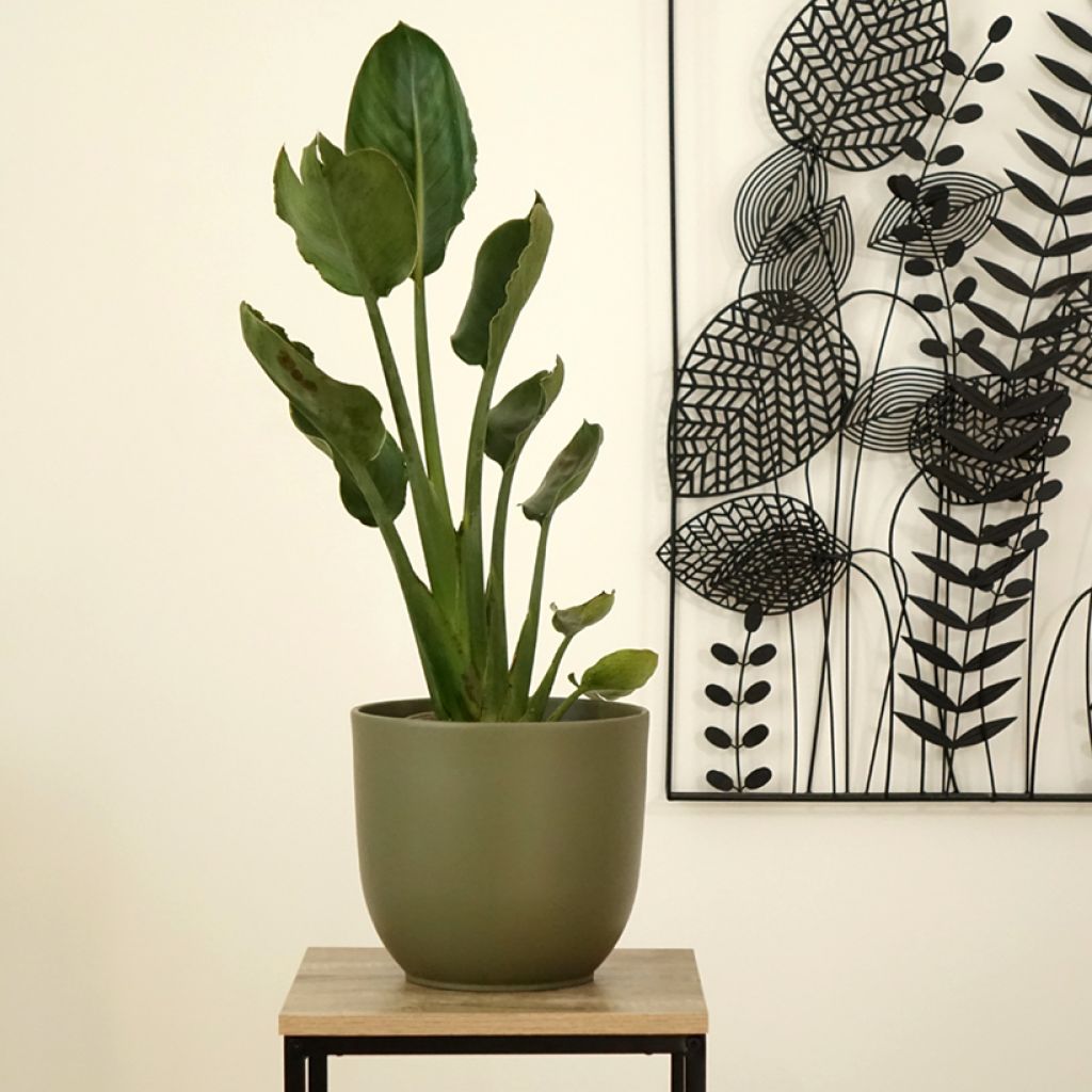Strelitzia reginae