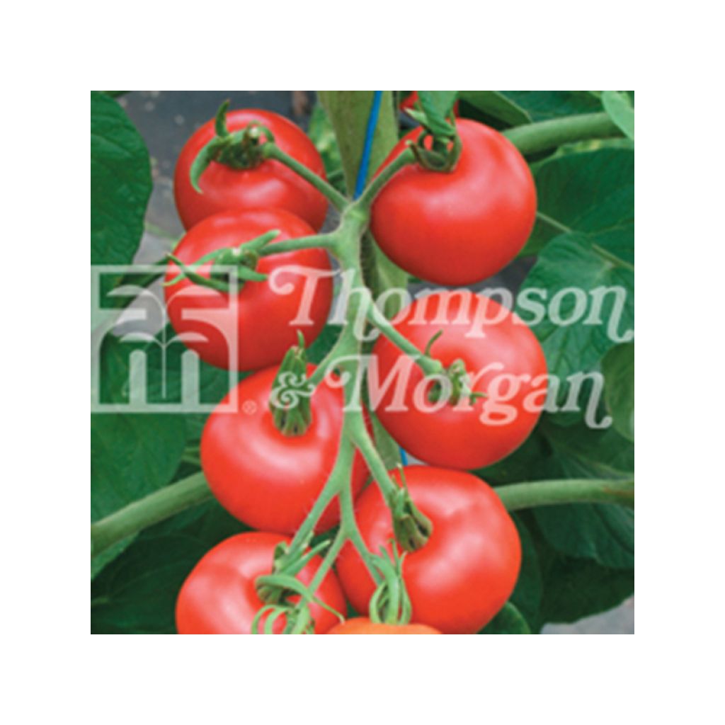 Tomate Matina