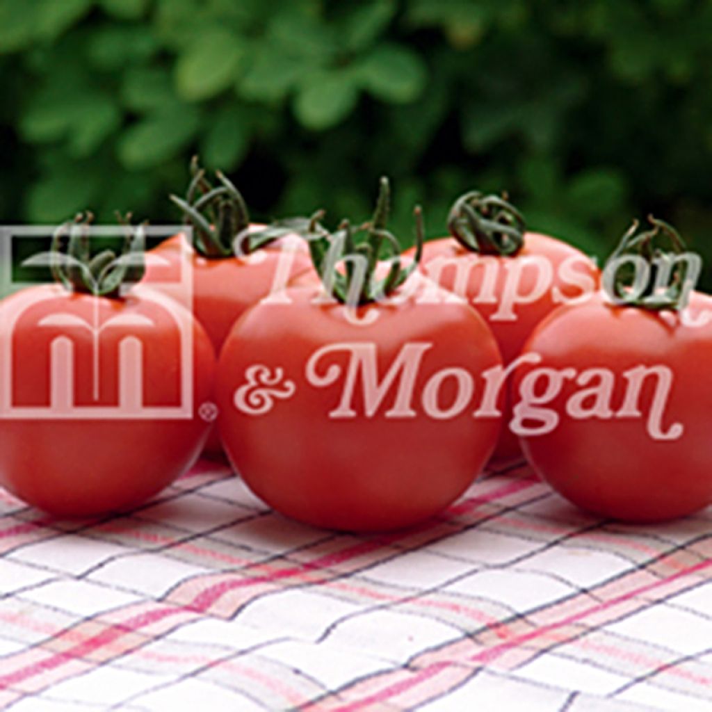 Tomate Orkado