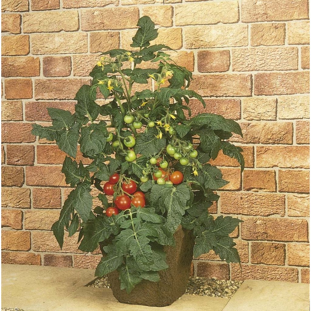 Tomate Totem F1