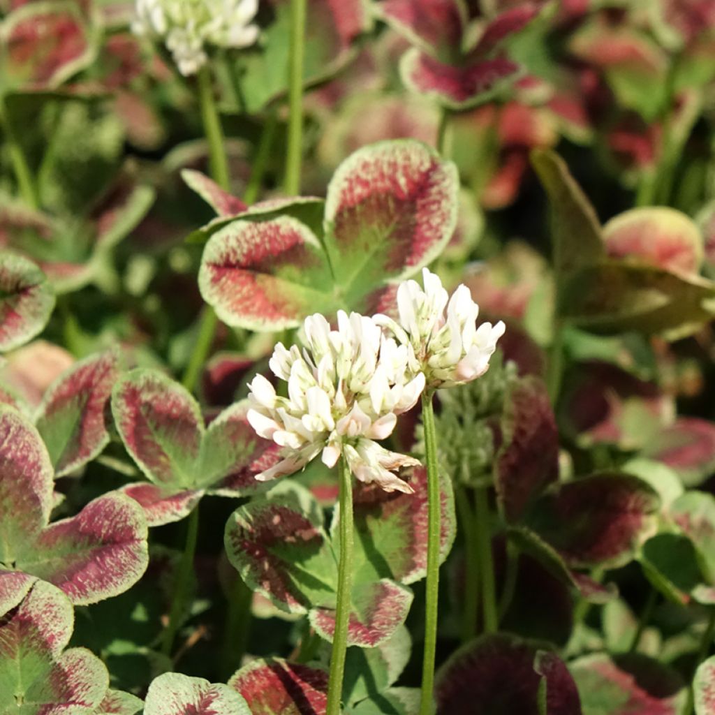 Weiß-Klee Estelle - Trifolium repens