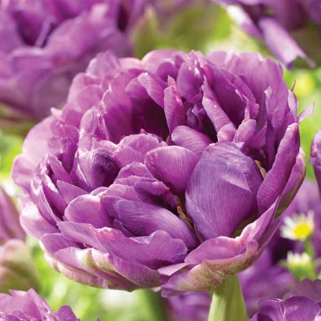 Späte Gefüllte Tulpe Blue Wow