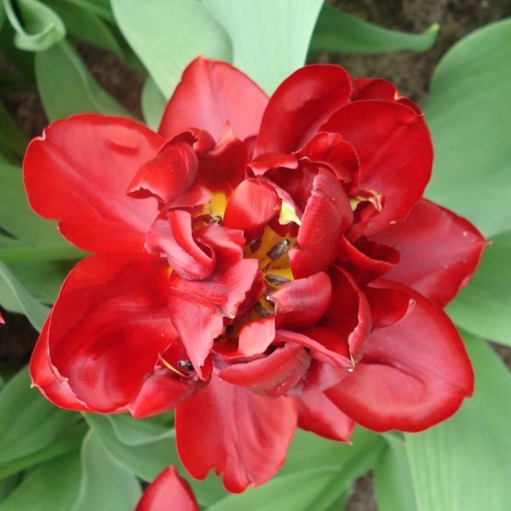 Frühe Gefüllte Tulpe Matrix
