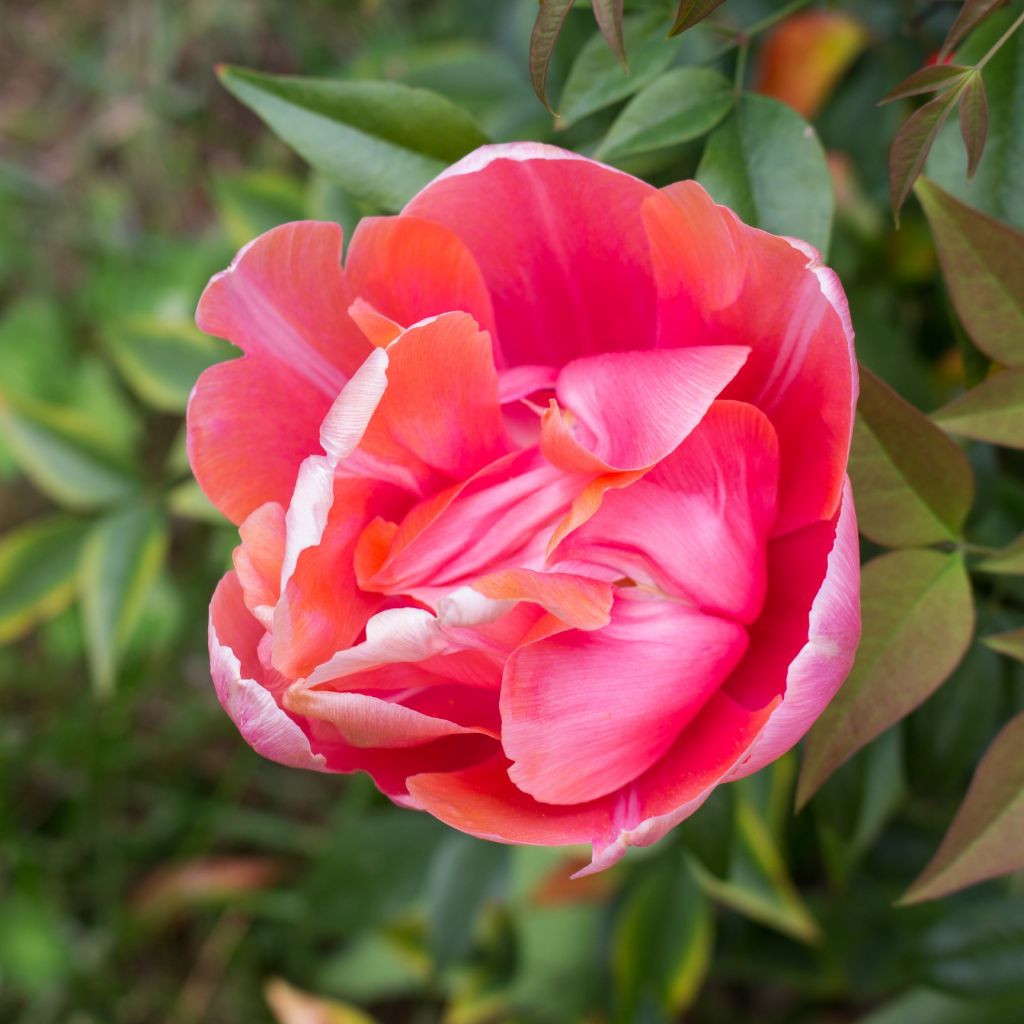 Späte Gefüllte Tulpe Menton Unique