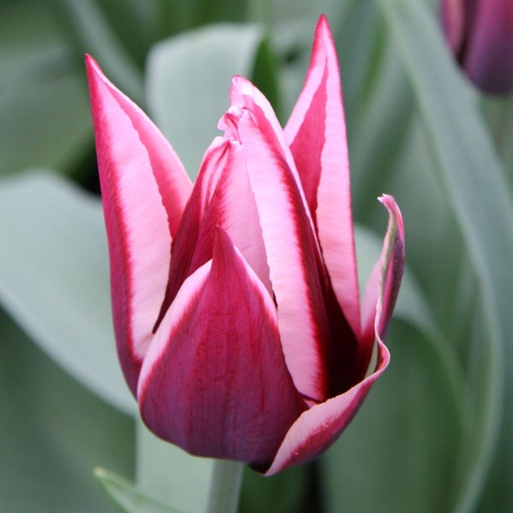 Triumph-Tulpe Rajka