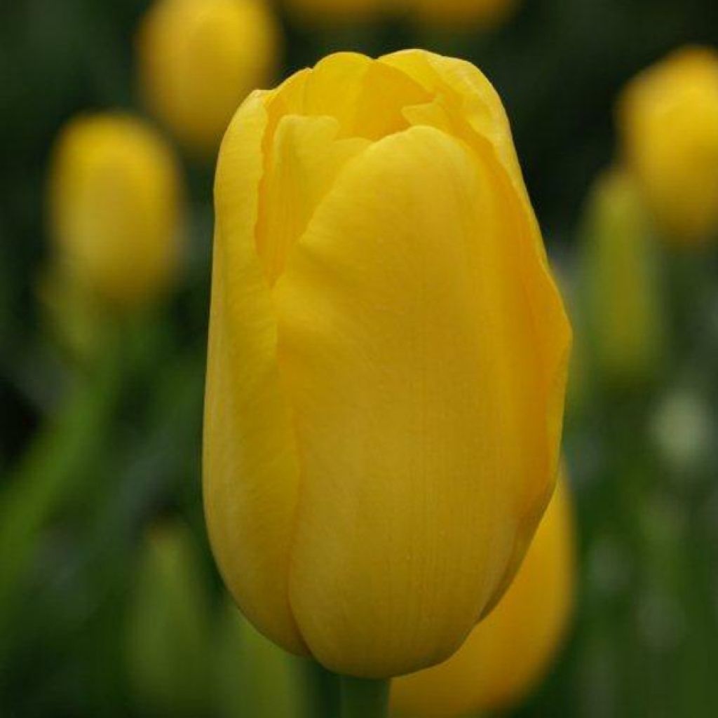 Späte Einfache Tulpe Roi du Midi