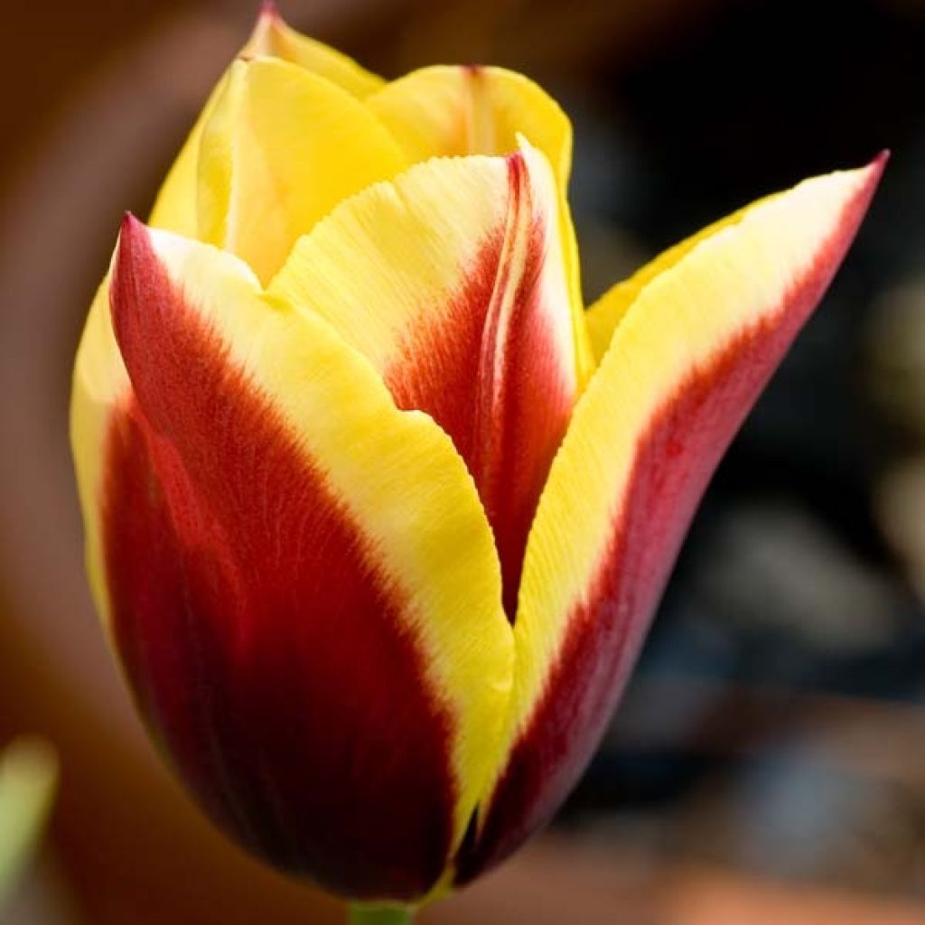 Triumph-Tulpe Kees Nelis