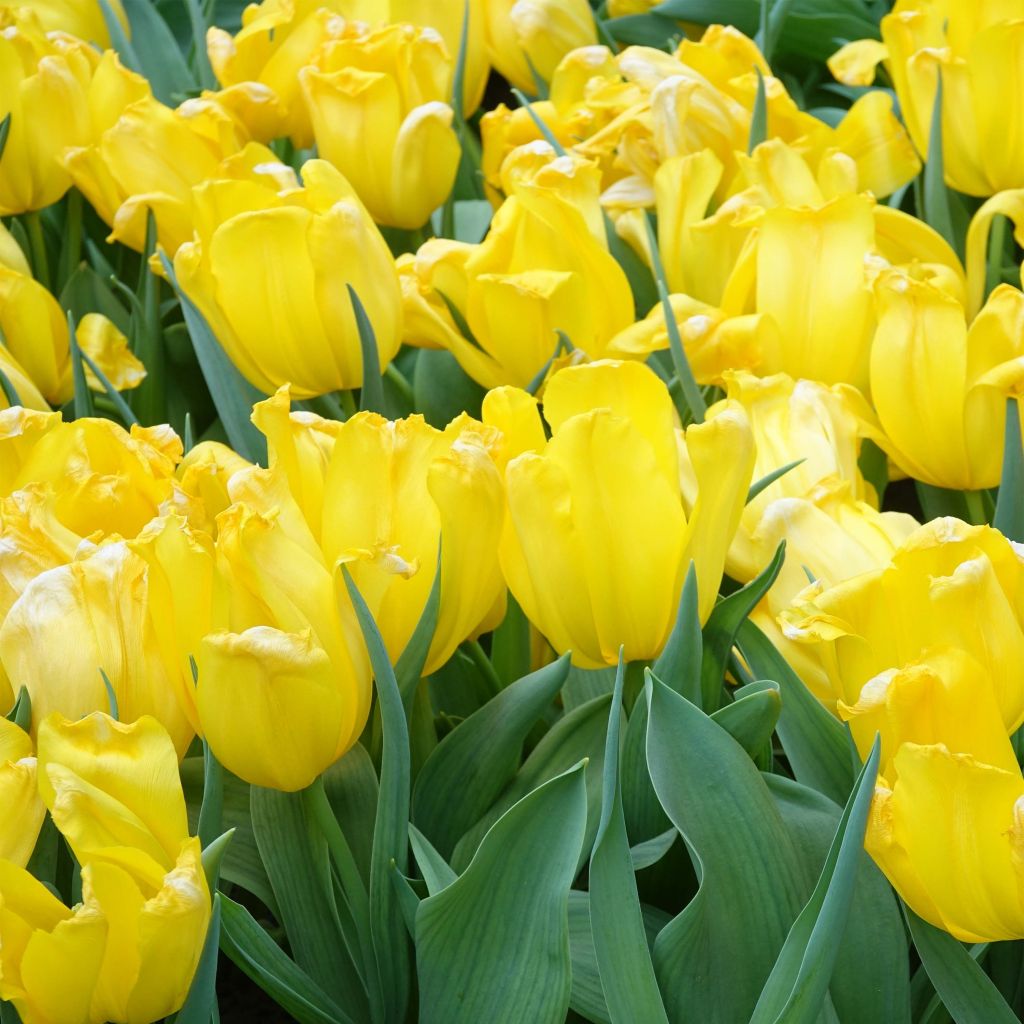 Triumph-Tulpe Shooting Star