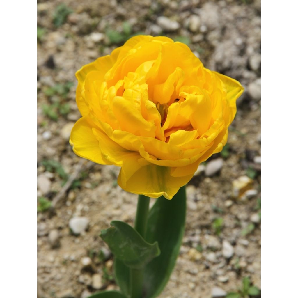 Späte Gefüllte Tulpe Gold Fever