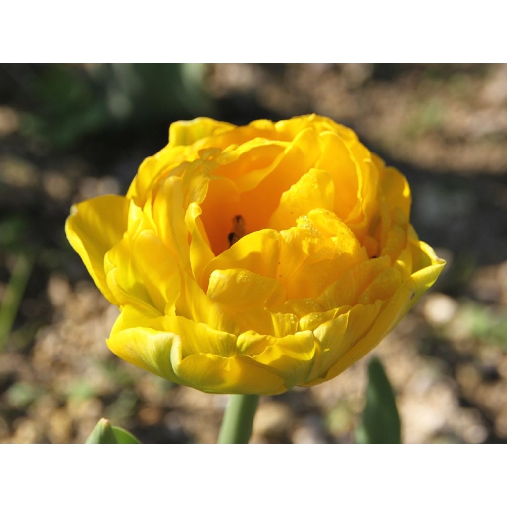 Späte Gefüllte Tulpe Gold Fever
