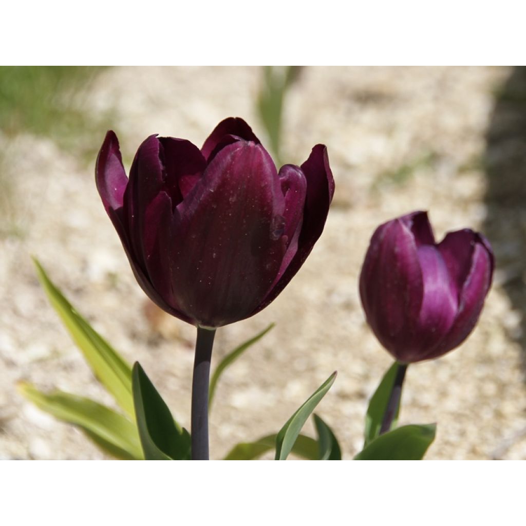 Späte Einfache Tulpe Recreado
