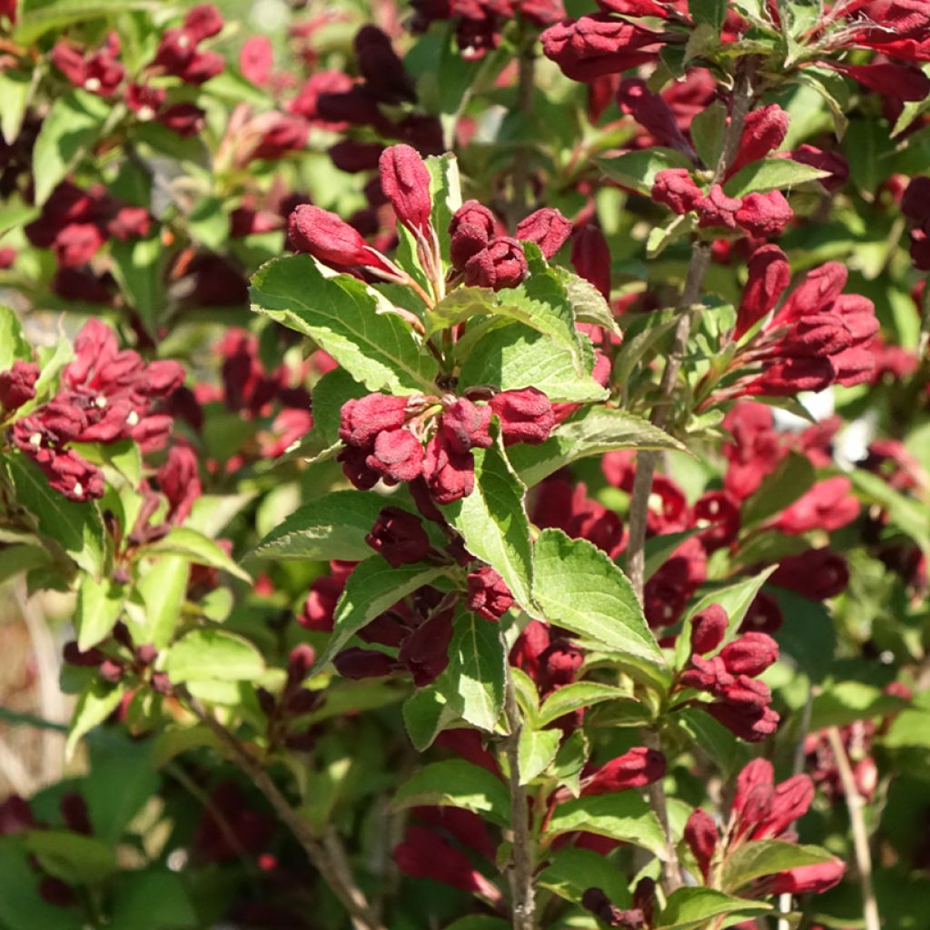 Weigela Cherry Love