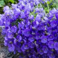 Campanule carpatica - Campanule des Carpates