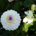 Schmuck-Dahlie Seniors White
