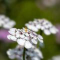 Iberis sempervirens Masterpiece - Corbeille d'argent 