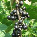 Schwarze Johannisbeere Andega