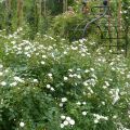 Rosier grimpant Guirlande d'Amour