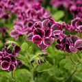 Duftende Pelargonie Mosquitaway Megan - Pelargonium