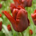 Triumph-Tulpe Jan Reus