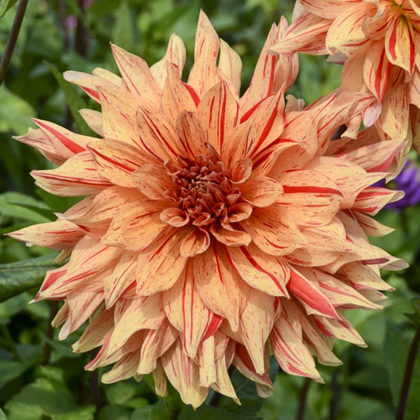 Schmuck-Dahlie Clown (Blüte)