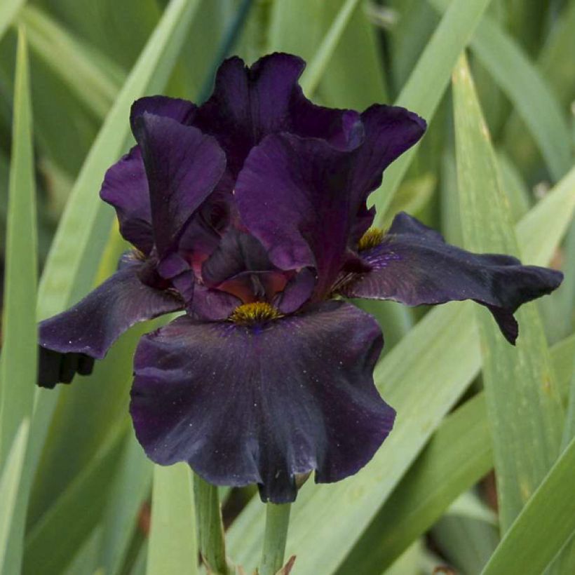 Iris Old Black Magic - Schwertlilie (Blüte)