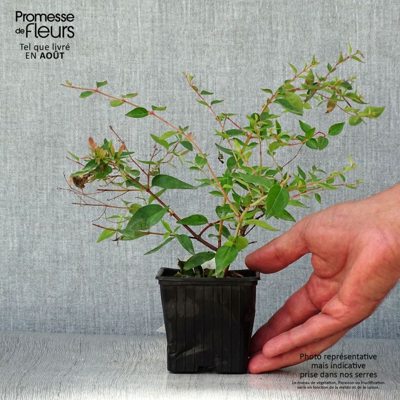 Exemplar von Abelia grandiflora Edward Goucher Kleine Töpfe von 8/9 cm wie im Sommer geliefert
