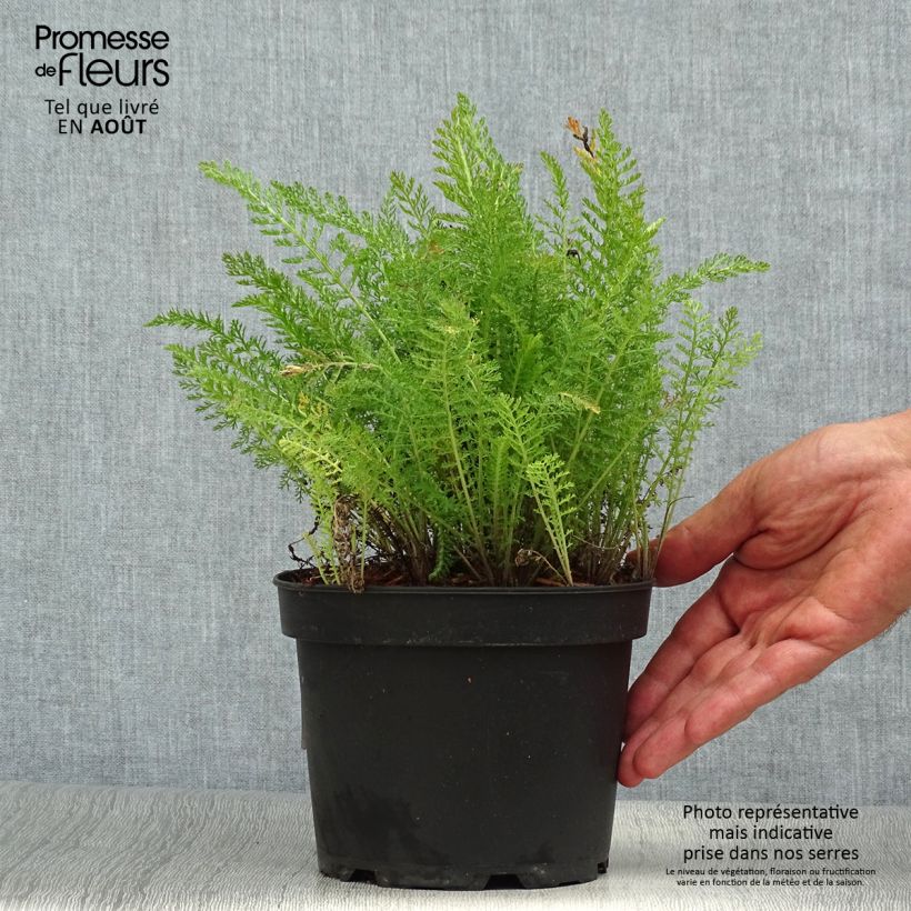 Exemplar von Achillea millefolium Summer Pastel - Gemeine Schafgarbe Topf mit 2L/3L wie im Sommer geliefert