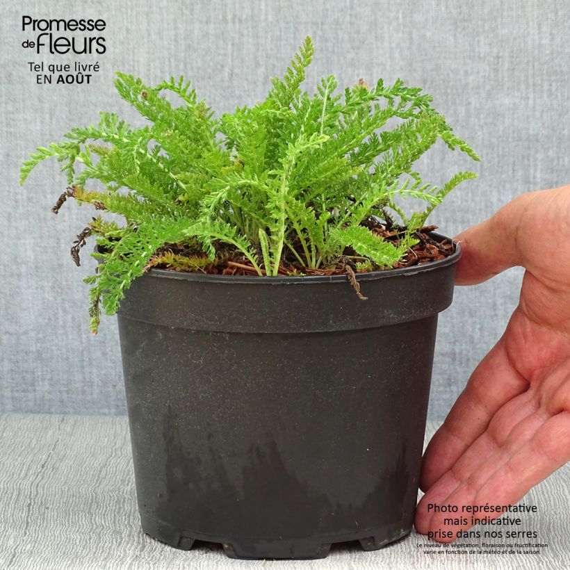 Exemplar von Achillea millefolium White Beauty - Gemeine Schafgarbe Topf mit 2L/3L wie im Sommer geliefert