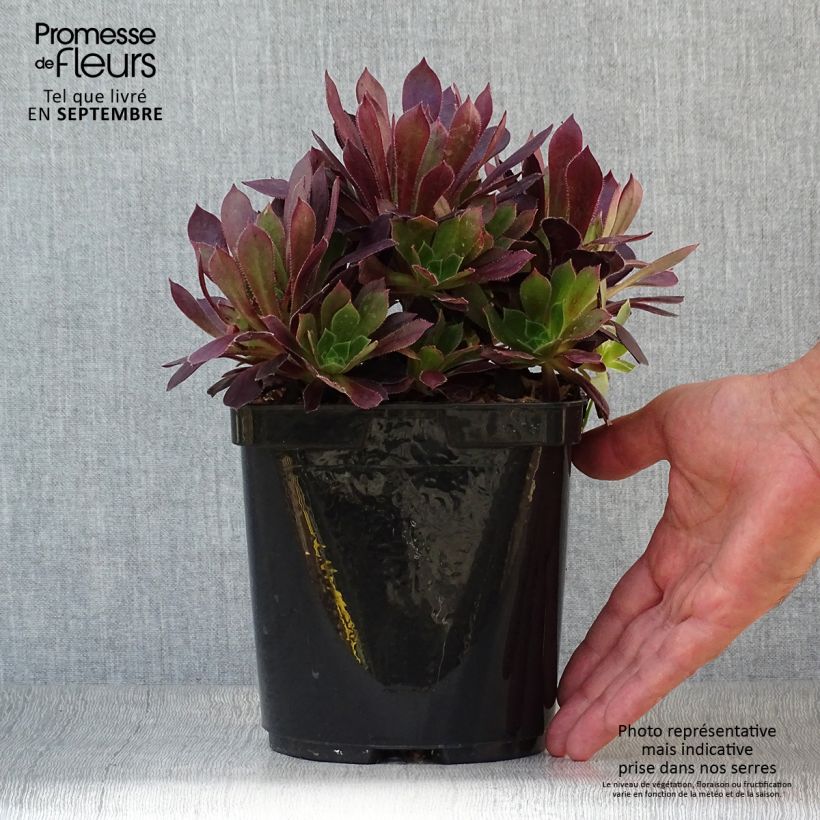 Exemplar von Aeonium arboreum Du Rozzen - Aéonium en arbre Pot de 3L/4L wie im Herbst geliefert