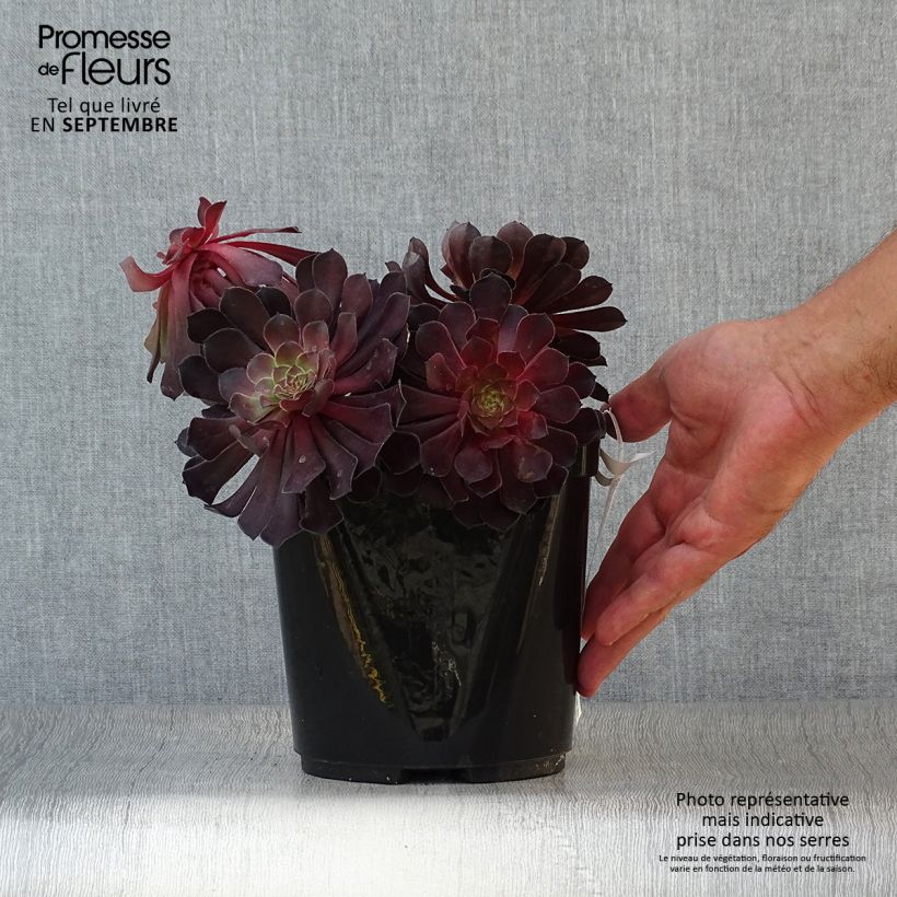 Exemplar von Aeonium arboreum Tip Top Topf mit 3L/4L wie im Herbst geliefert