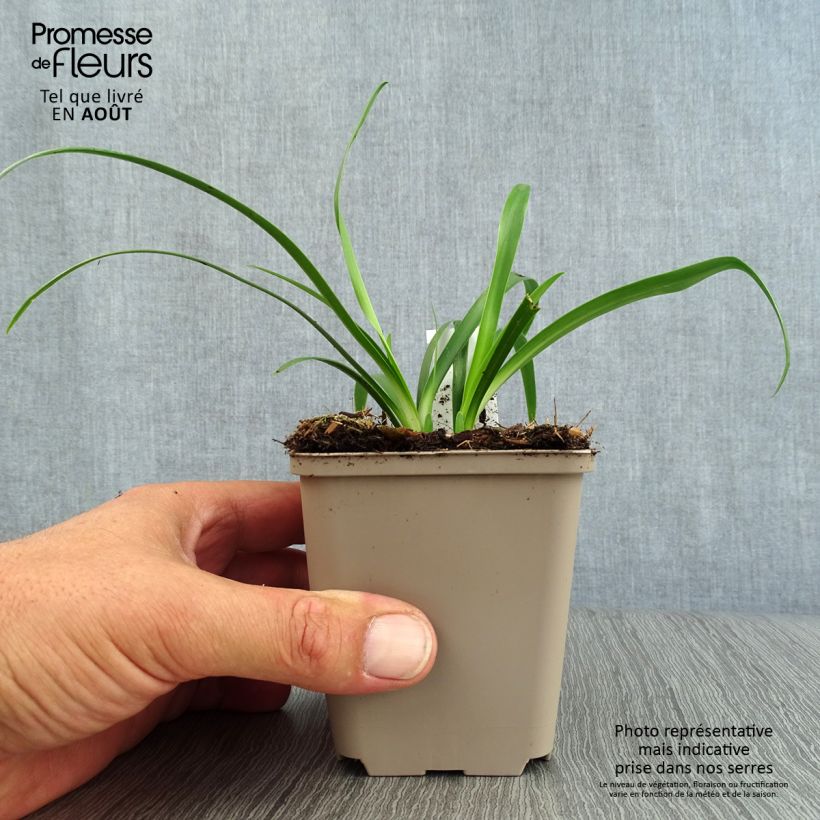 Exemplar von Agapanthus Ever White - Schmucklilie Kleine Töpfe von 8/9 cm wie im Sommer geliefert