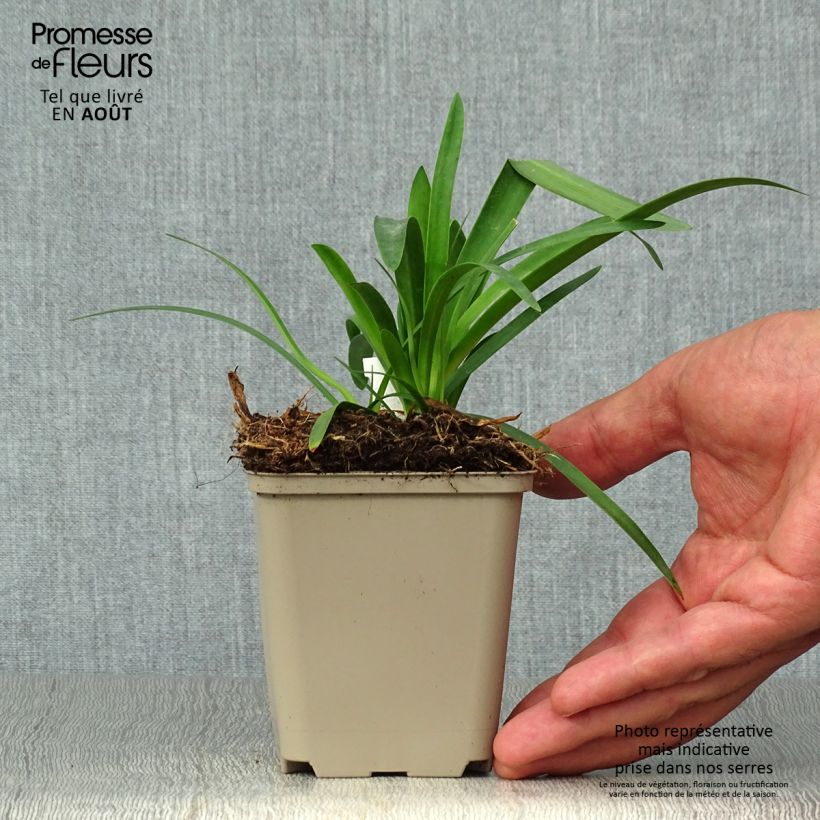 Exemplar von Agapanthus Thumbelina - Schmucklilie Kleine Töpfe von 8/9 cm wie im Sommer geliefert
