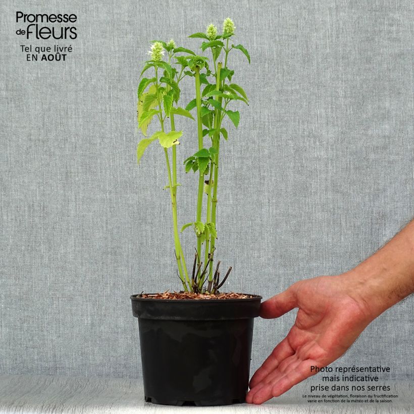 Exemplar von Agastache rugosa Alabaster - Duftnessel Topf mit 2L/3L wie im Sommer geliefert