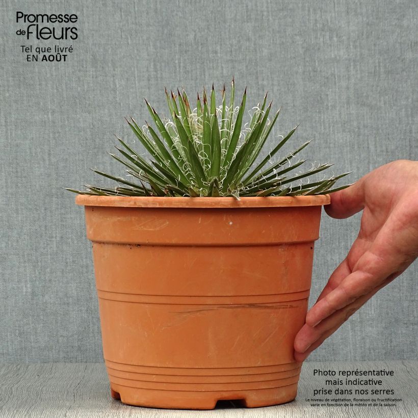 Exemplar von Agave filifera Topf mit 1,5L/2L wie im Sommer geliefert