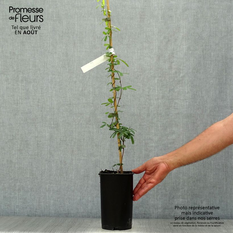 Exemplar von Akebia longeracemosa Topf mit 2L/3L wie im Sommer geliefert
