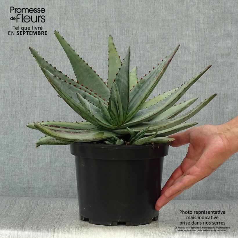 Exemplar von Aloe conifera Twirl - Aloe Topf mit 3L/4L wie im Herbst geliefert
